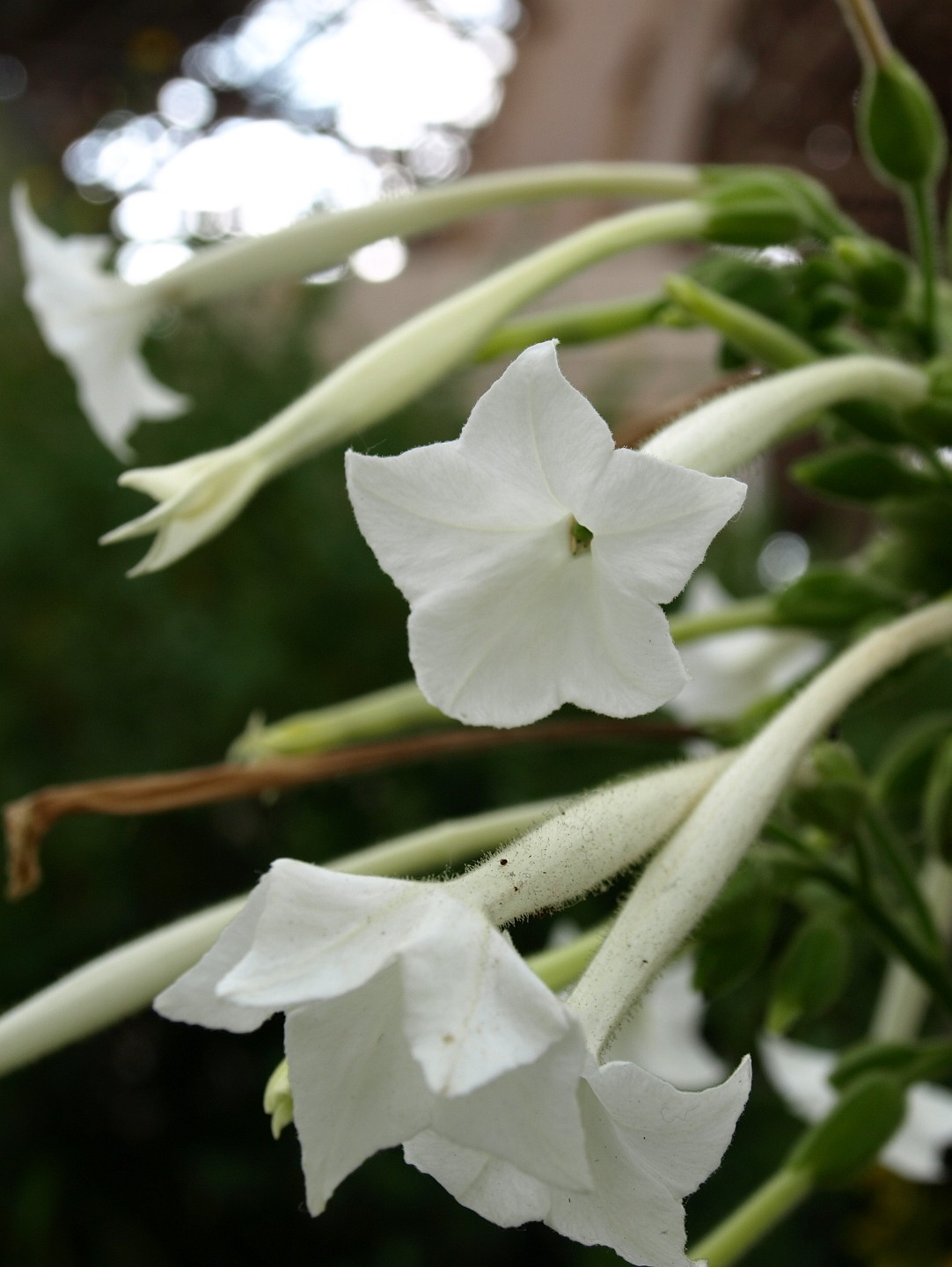 Open White Flowers